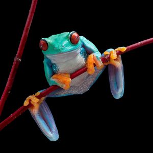 Red-eyed tree frog (Agalychnis callidryas)