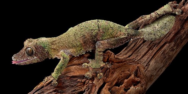 mossy leaf-tailed gecko