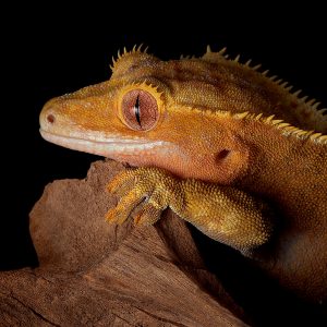Female crested gecko