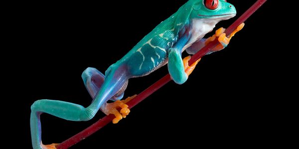 Red-eyed tree frog (Agalychnis callidryas)